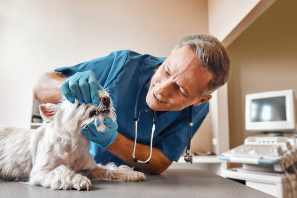 Best Emergency Root Canal Treatment in Rapids, NY